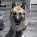 Alaskan malamute German shepherd mix -2