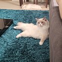 Urgent Pure Breed Ragdoll for sale-5