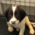 Beautiful purebred springer spaniel pups for sale -5