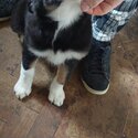 2 Border Collie Pups for new home -3