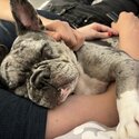 Female French bulldog -1