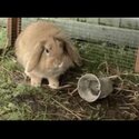 Edward rabbit desperately needs home -1