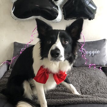 Border collie 