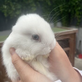 4 10 week old mini lop cross Netherland dwarf bunnies for sale