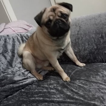 Pug 