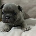 French bulldog puppies -2