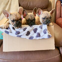 French Bull Dog Puppies-0