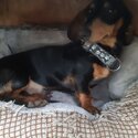 Gorgeous Male Minidachshund 9 months old in Harlow Essex-2