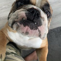 British bulldog -1