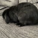 Black Mini Lop Male-2