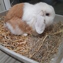 Mini Lop Boy Rabbit - BooBoo-1