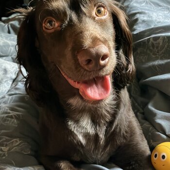 Cooker spaniel 