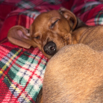 Smooth haired dachshund 