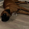 Bonnie the saint mastiff -4