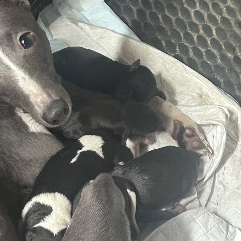 Whippet puppies 