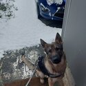 1yo MALE GSD FOR SALE-2