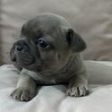 French bulldog puppies -5