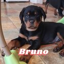 Rottweiler puppies for sale-2