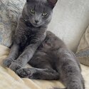 Russian blue -0