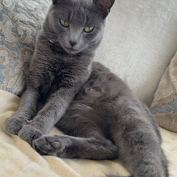 Russian blue 