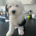 Old english sheepdog puppy-0