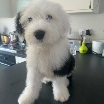 Old english sheepdog puppy