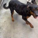 Loving dog needs loving home-0