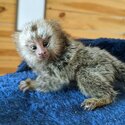 Capuchin and marmoset monkeys available -5