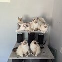 GCCF Registered Ragdolls Kittens-1