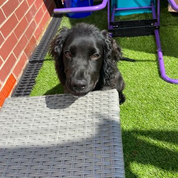 Cocker spaniel Black 20weeks old