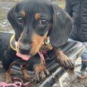 Cheeky miniature Dachshund to be re-homed -3