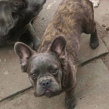 Fluffy french bulldog boy