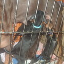 Cute Doberman Puppies 8 weeks old looking for new forever home-4