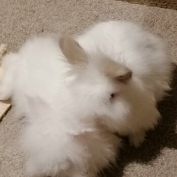 White Fluffy Rabbits