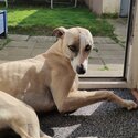 Whippet/lurcher for rehoming-2