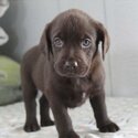 Labrador Retriever Puppy-0