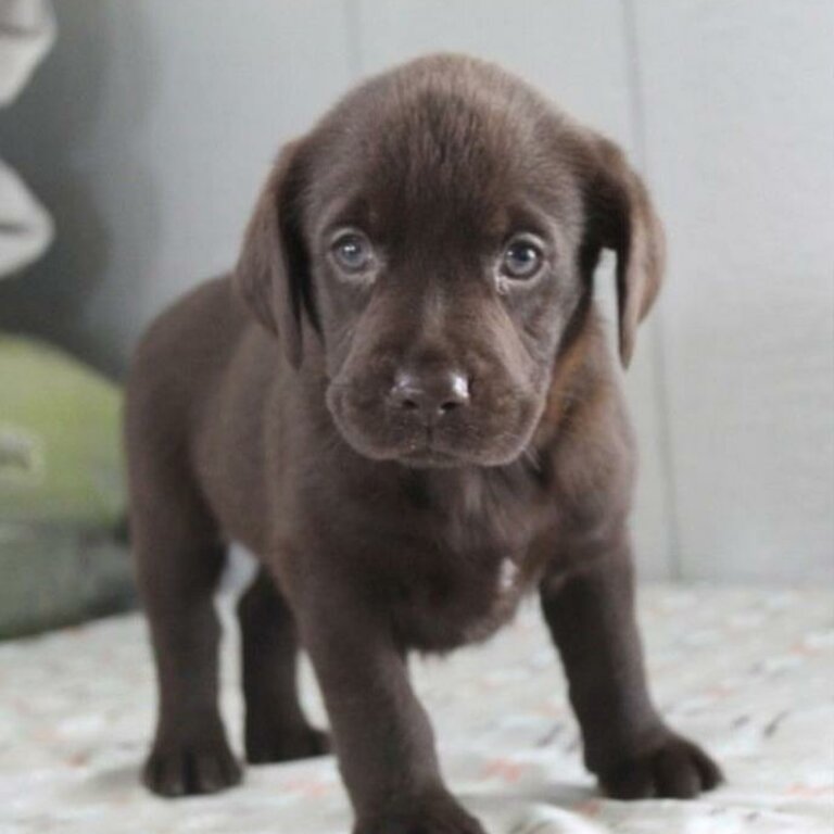 Labrador Retriever Puppy