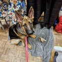 5month old German shepherd puppy -2