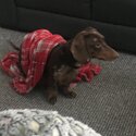 Dachshund  SOLD! SOLD!SOLD!-2