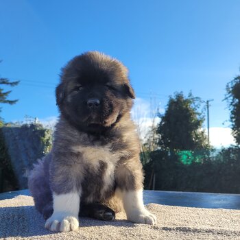 Caucasian shepherd puppies 