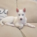 Beautiful all white husky puppy -1