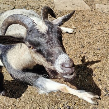 Pygmy Nanny elderly goat 