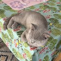 Lilac British Shorthair Kitten -5