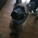 For sale German shepherd -0