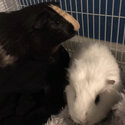 Two beautiful Guinea Pigs -2