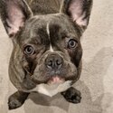 French Bulldog x Pug females looking for a new home-3