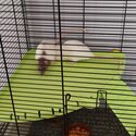 3 Female pet rats, free to a loving home with cage-0