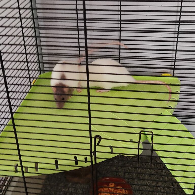 3 Female pet rats, free to a loving home with cage