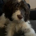 10 month male cockapoo-1