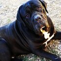 Cane Corso for adoption-1